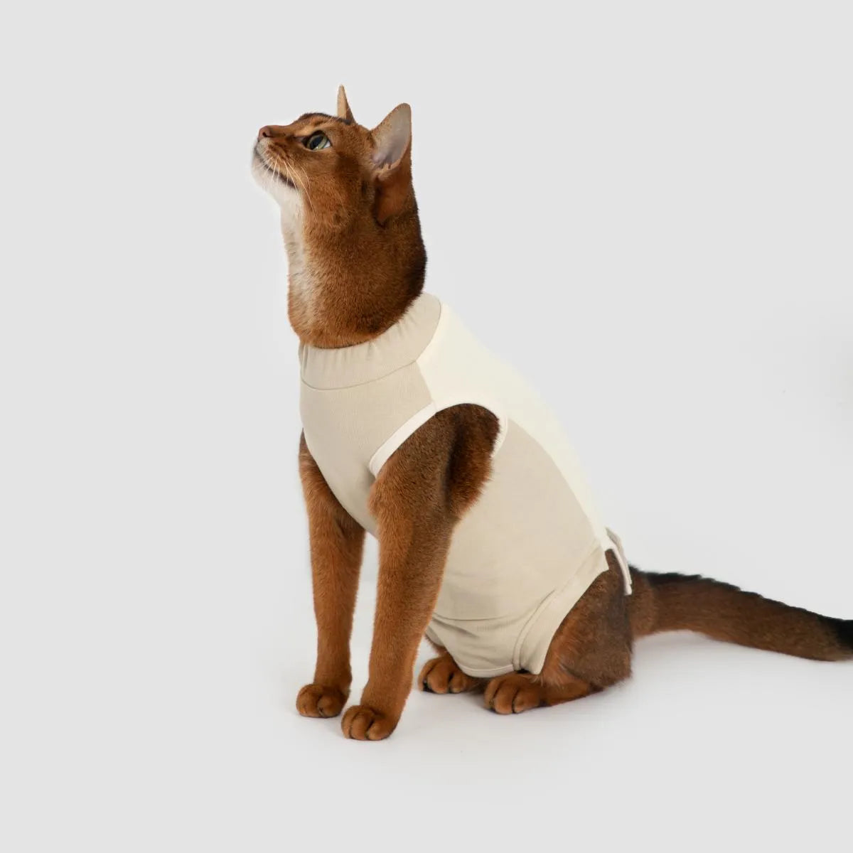 Petaura Cat Recovery Suit