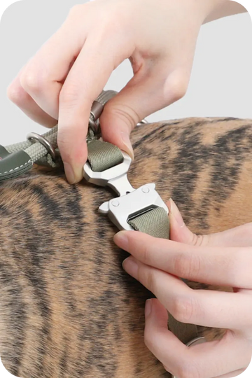 Quick-release metal buckle on dog harness being fastened securely