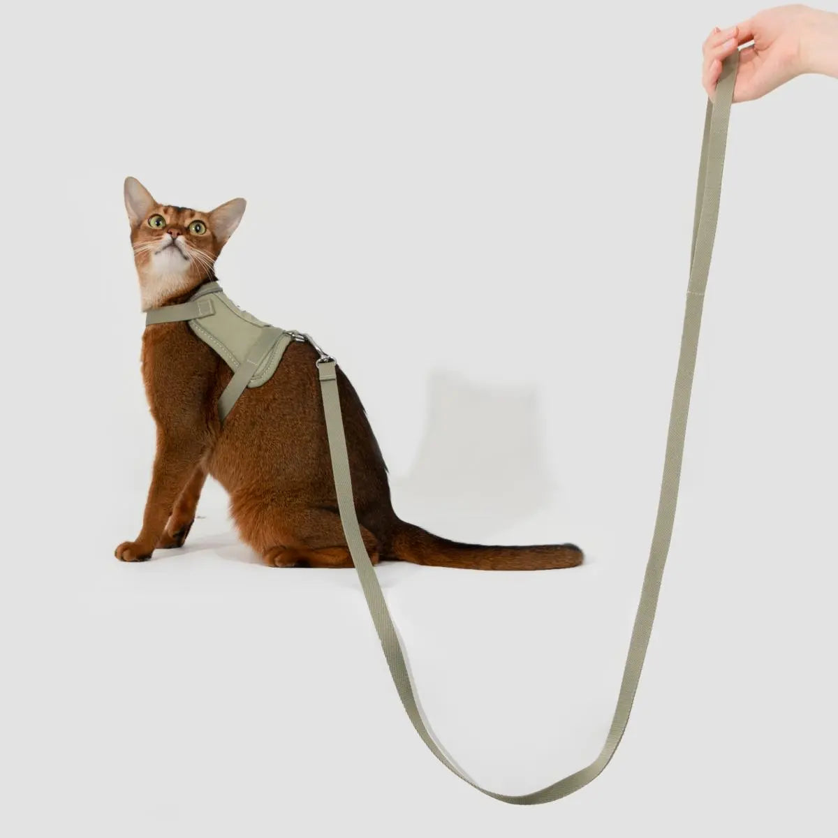 Vest-style cat harness with long leash shown on cat, lightweight and escape-proof for travel