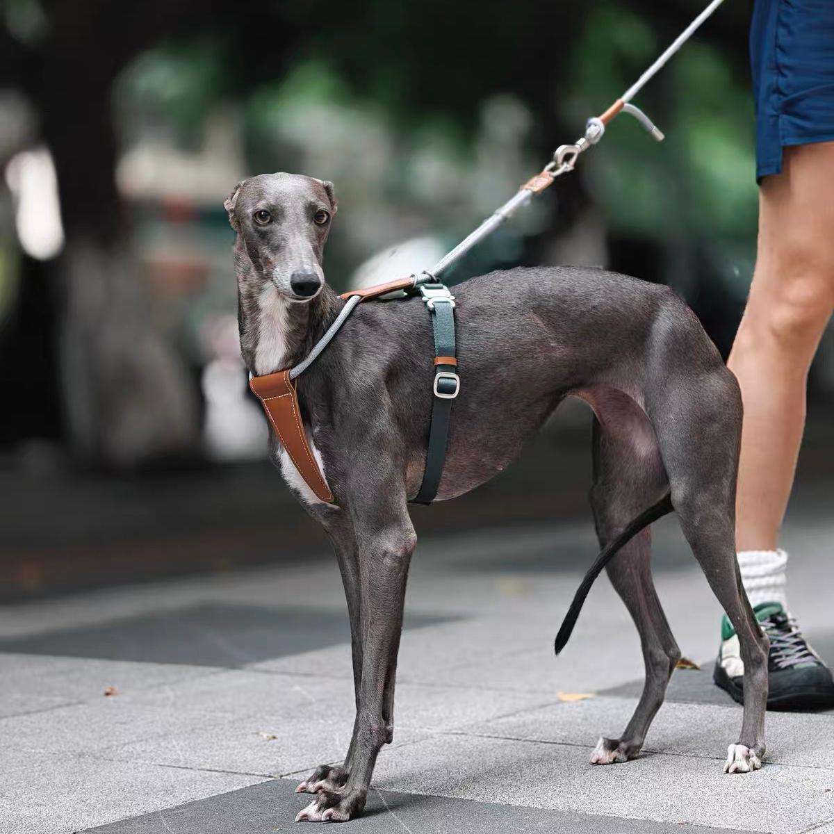 Petaura Dog Harness With Handle