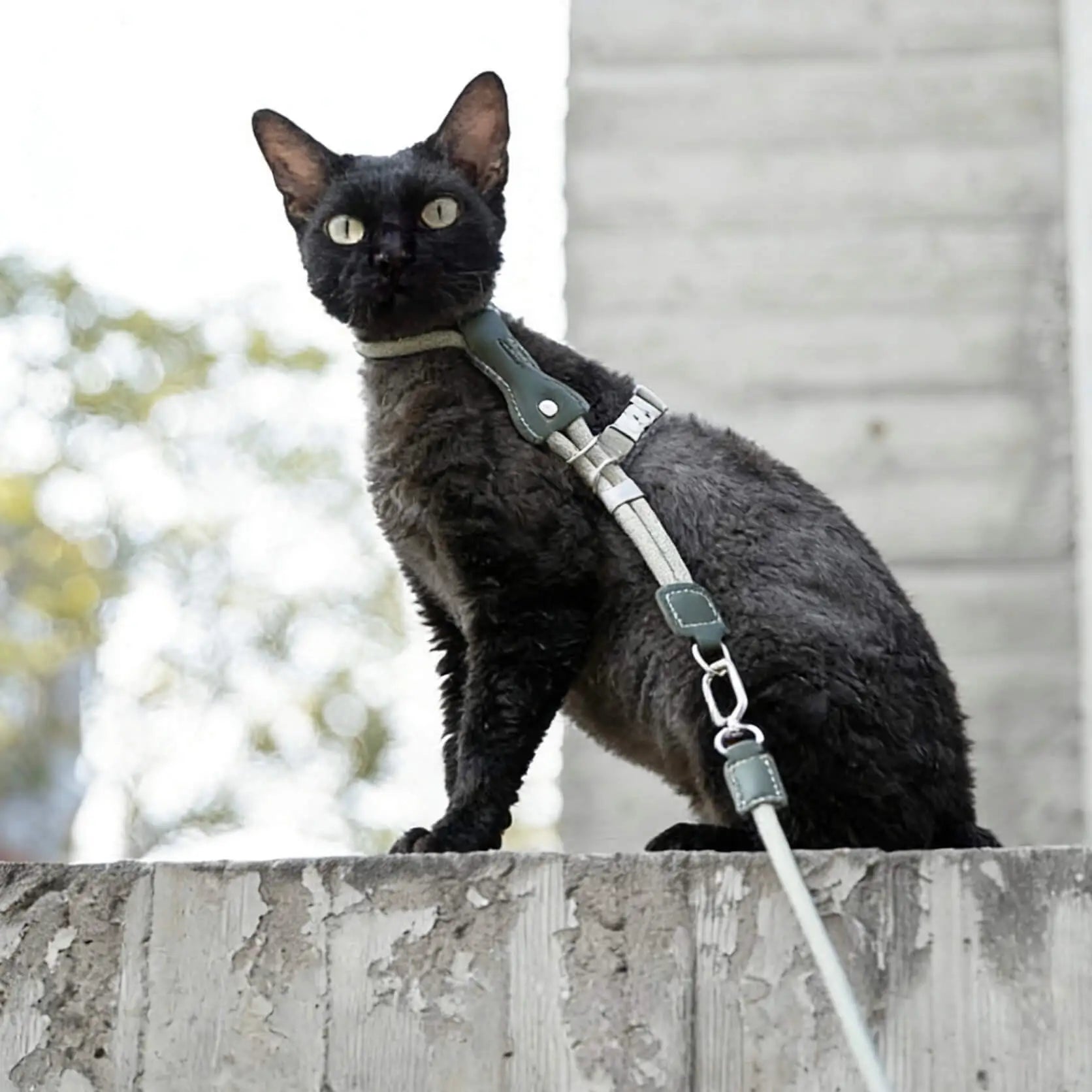 Black cat wearing an adjustable escape-proof cat harness with leash, standing outdoors