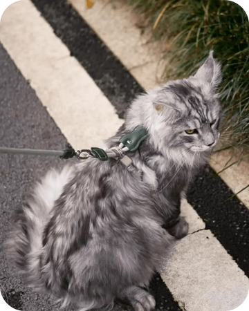 Grey long-haired cat wearing a cat harness, safely walking outdoors on a leash