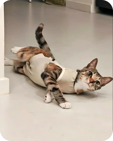 Cat wearing a soft cat recovery suit lying comfortably on the floor after surgery