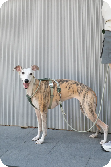 Sighthound wearing ergonomic dog harness while walking outdoors with owner
