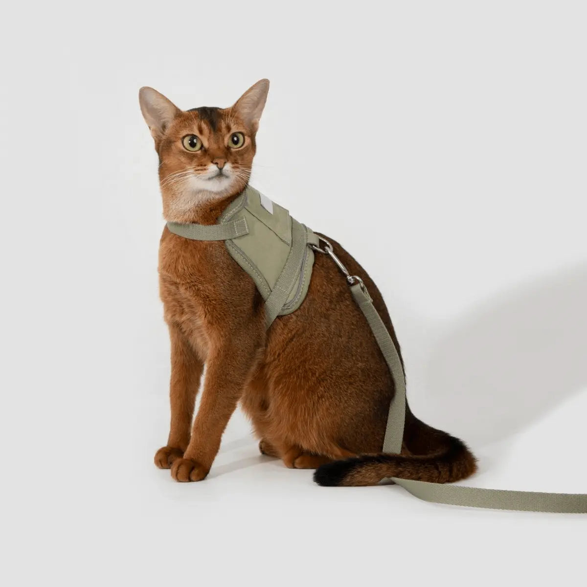 Close-up of vest-style cat harness on brown cat, breathable fabric and secure buckle for comfort