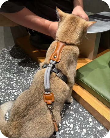 Cat wearing a leather-accent harness and leash indoors, showing secure back attachment design