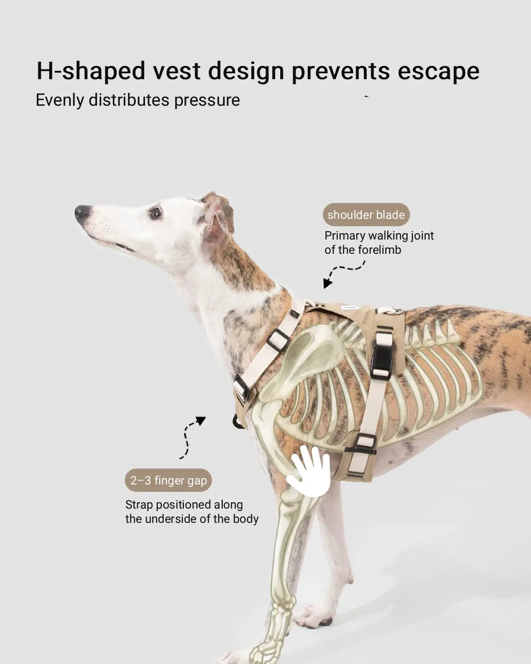 H-shaped dog harness design showing pressure distribution and escape-proof structure