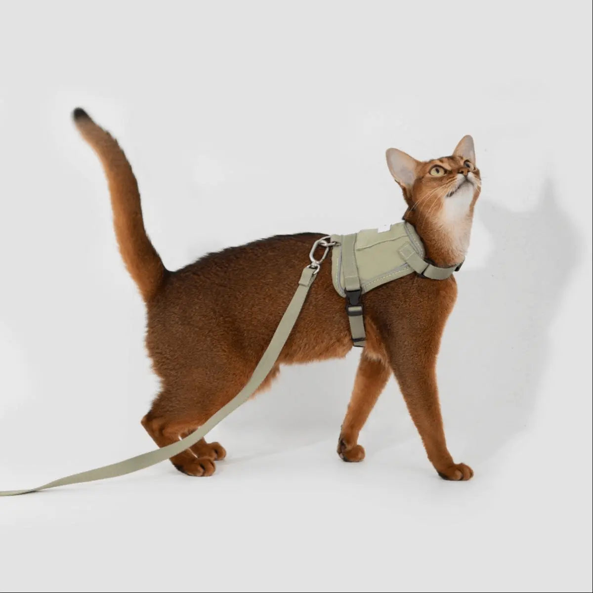Side view of cat wearing an escape-proof vest harness with leash attached, ideal for walking and training