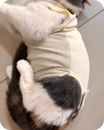 Close-up of a cat wearing a comfortable breathable cat recovery suit