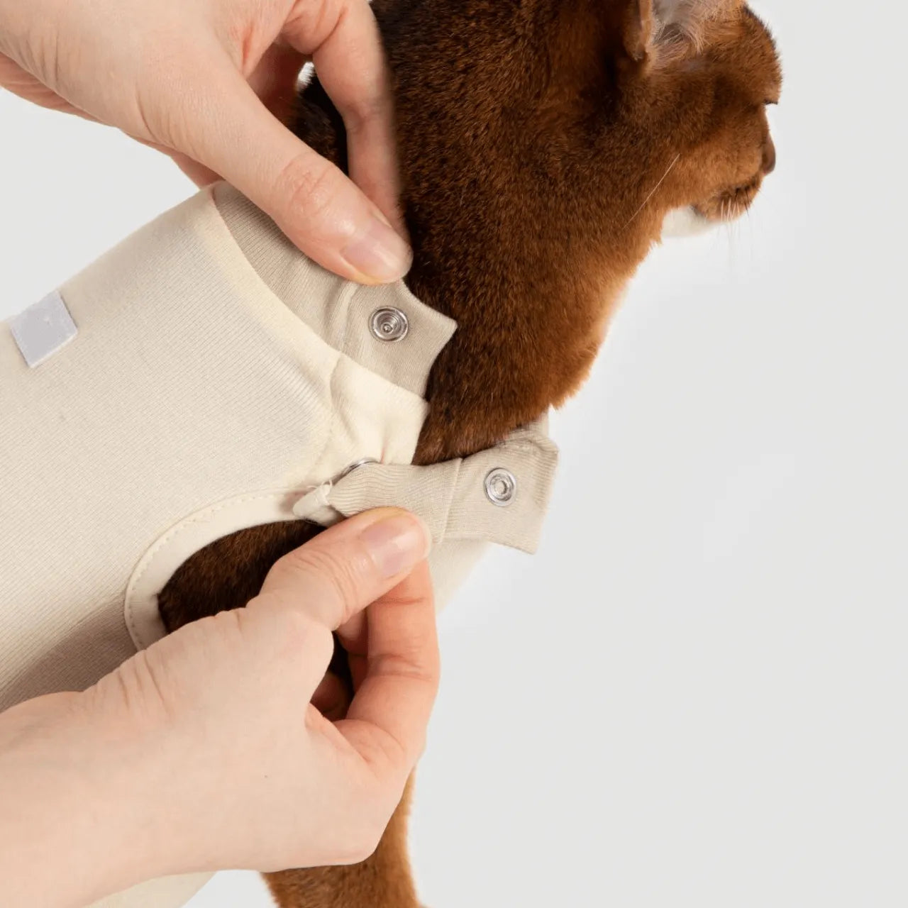 Petaura Cat Recovery Suit