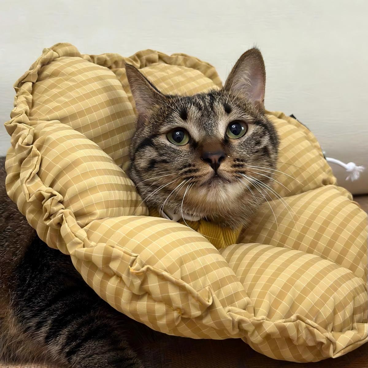 Soft cat Elizabethan collar adjustable padded recovery cone for cats
