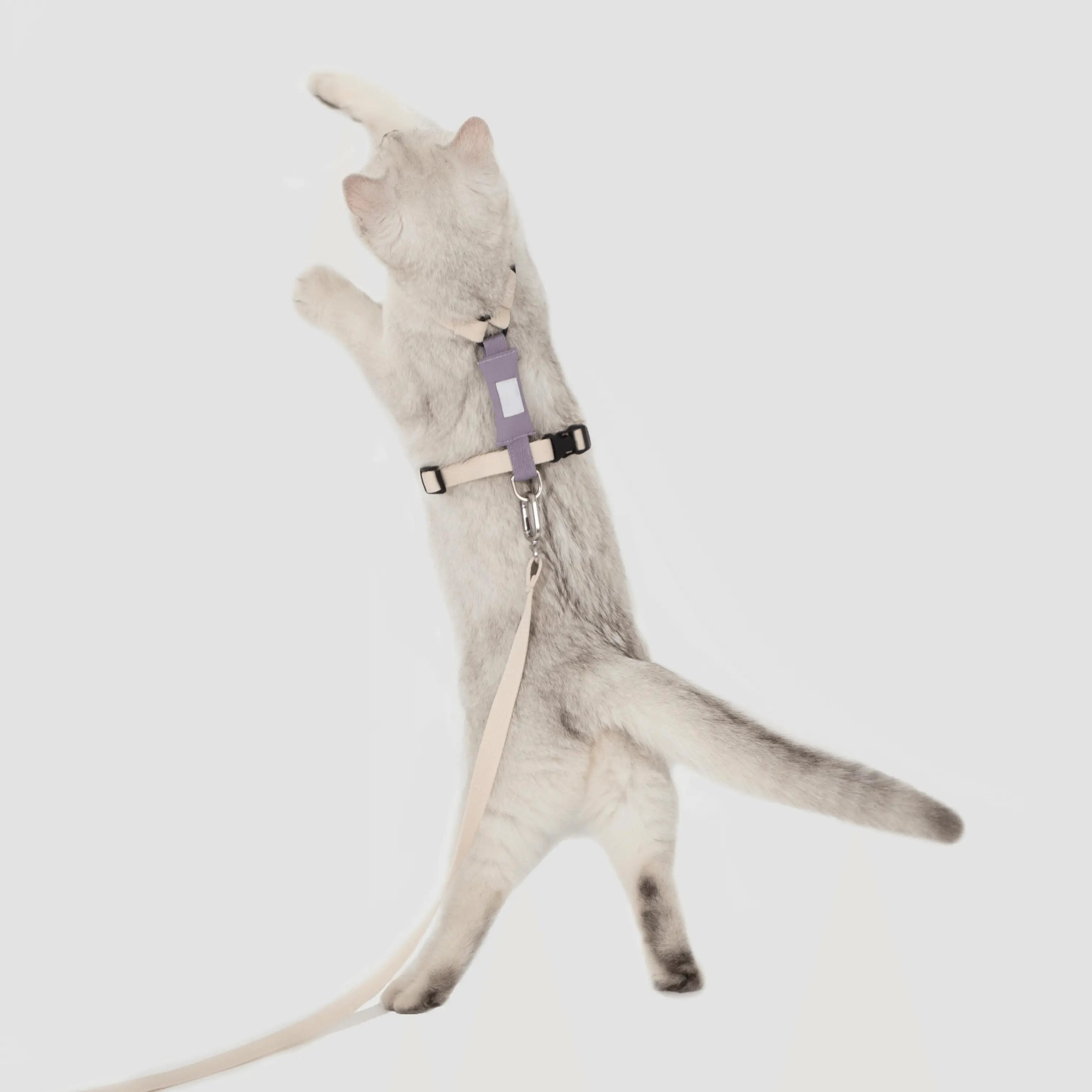 Petaura Cat & Kitten Adjustable Harness and Leash Set – Basic Version