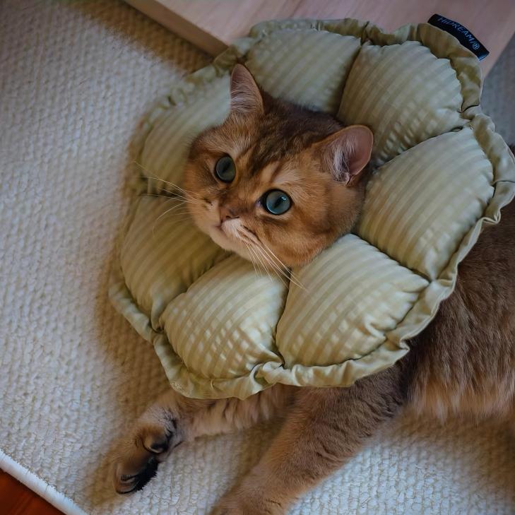 Lightweight cat recovery collar comfortable protective cone for cats