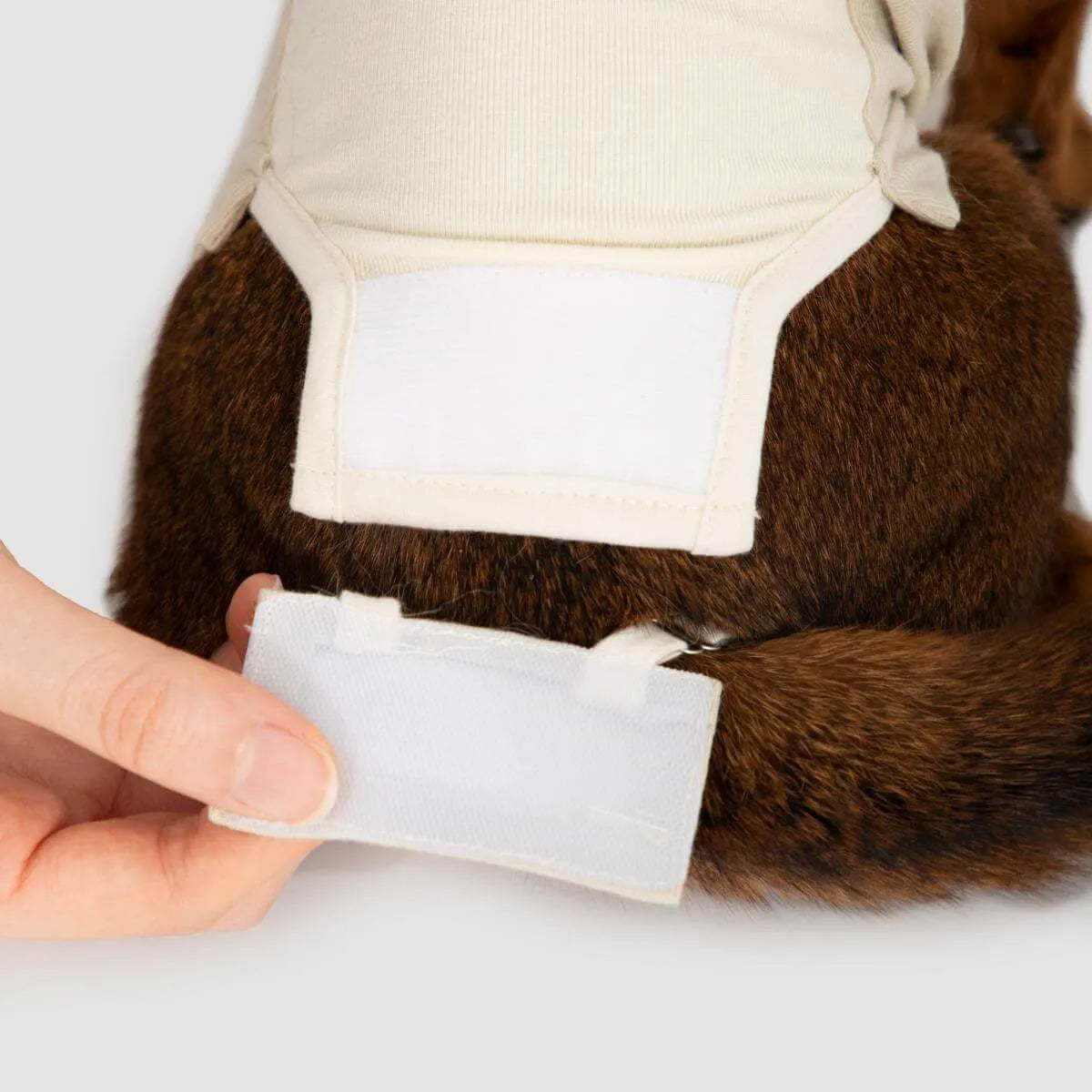 Petaura Cat Recovery Suit