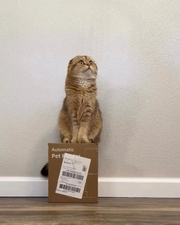 Orange tabby cat sitting on a Automatic Cat Feeder shipping box, unboxing moment.