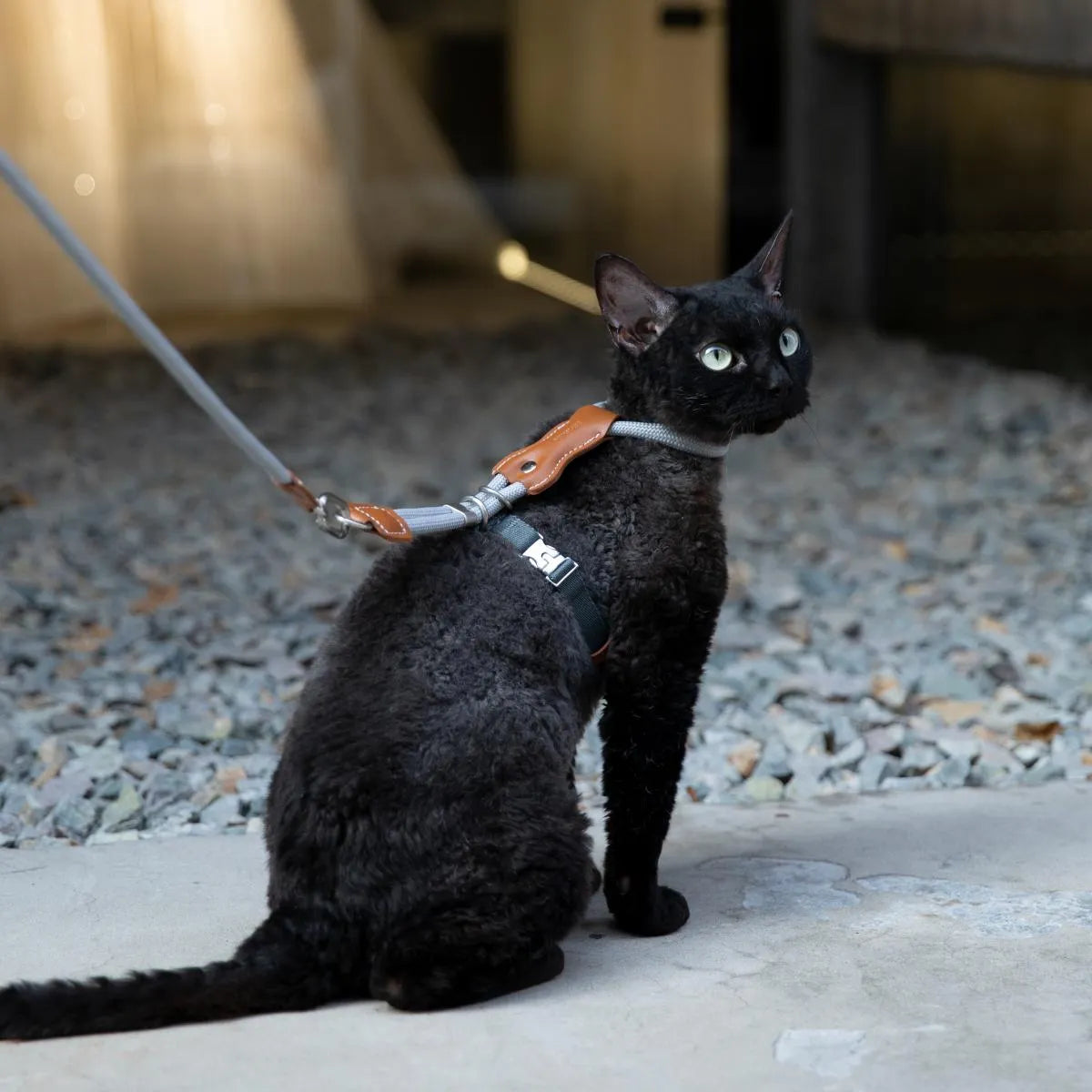 Petaura Adjustable H-Style Cat Harness & Leash Set