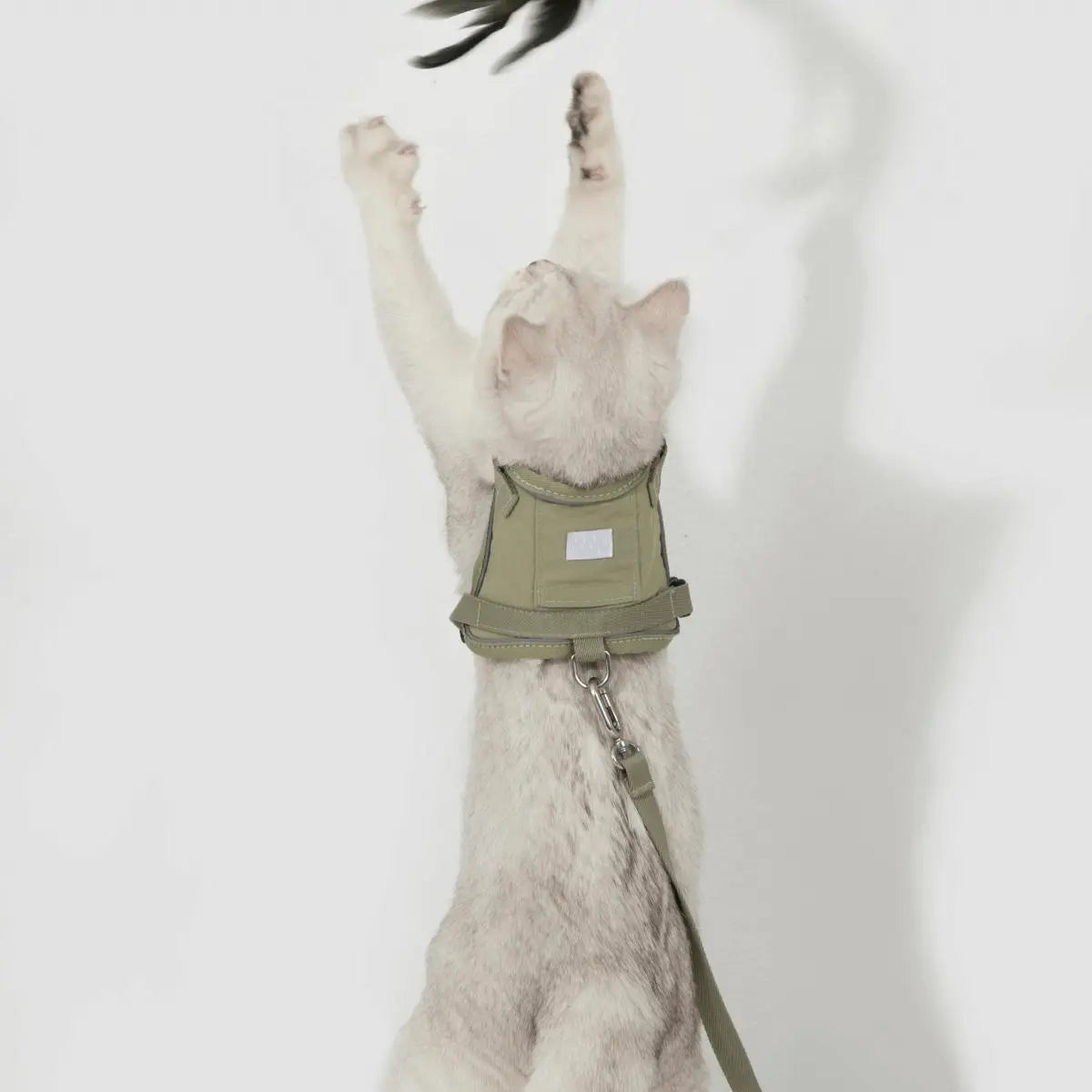 Back view of cat wearing vest-style harness with leash attached, secure D-ring for outdoor adventures
