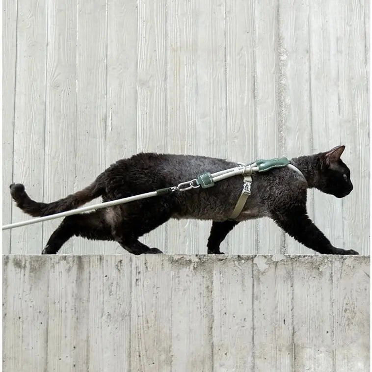Cat walking outdoors while wearing a secure cat harness and leash set for safe exploration