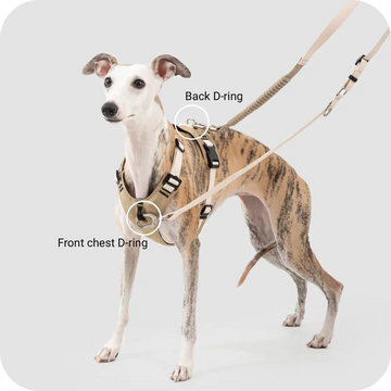 no pull dog harness with front chest D ring and back clip leash attachment