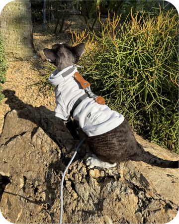 Cat wearing a harness and leash outdoors on rocks, showing comfort and secure fit