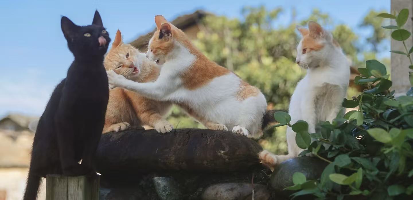 collection-banner-image