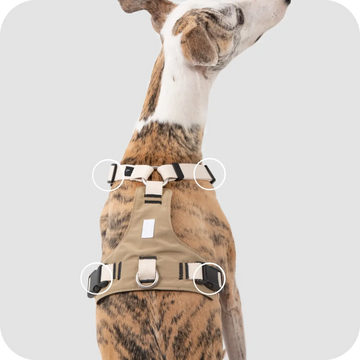 adjustable dog harness with multiple straps and back D ring for secure fit