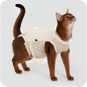 Cat wearing a soft breathable cat recovery suit for post surgery healing