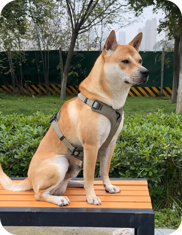 shiba inu dog sitting on bench wearing breathable dog harness outdoor