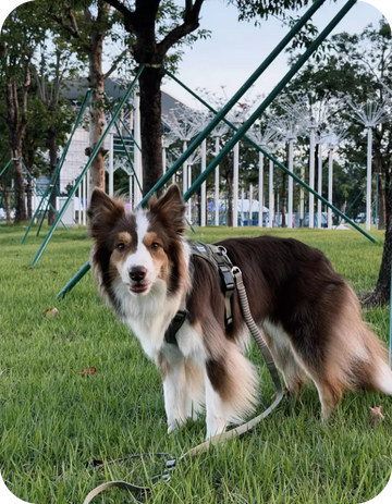 brown and white border collie wearing no pull dog harness in park on grass