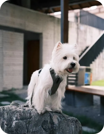 small white west highland terrier wearing adjustable dog harness outdoor on rock