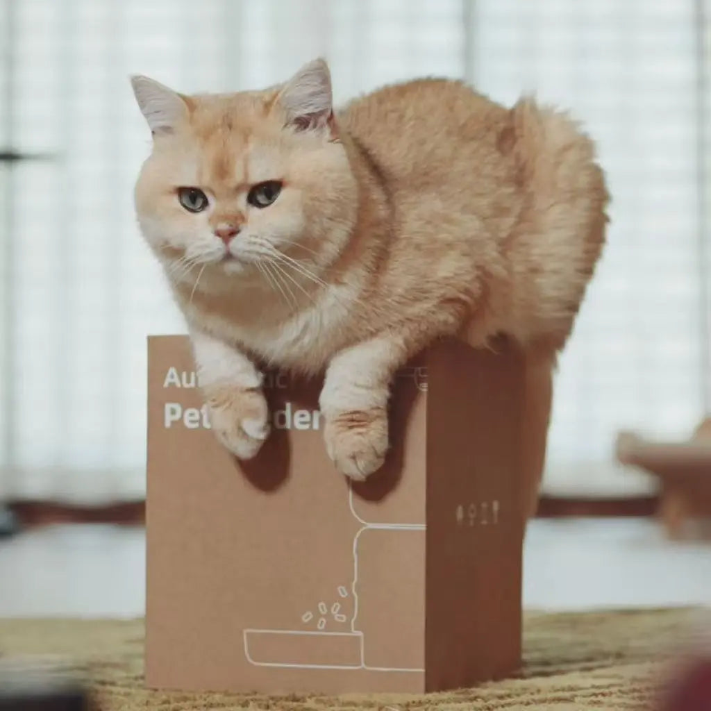 A golden British Shorthair cat sitting on top of the packaging box of a smart automatic cat feeder in a cozy indoor setting, highlighting the product for pet owners