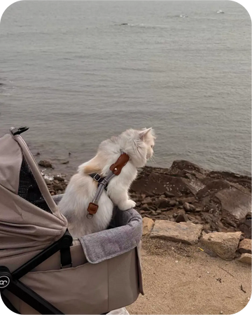 White cat sitting in a pet stroller wearing a harness and leash, enjoying outdoor scenery