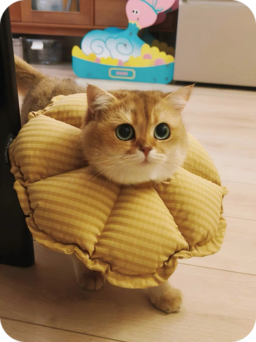 Cute cat walking indoors wearing a soft padded cat cone collar, comfortable Elizabethan collar for daily protection