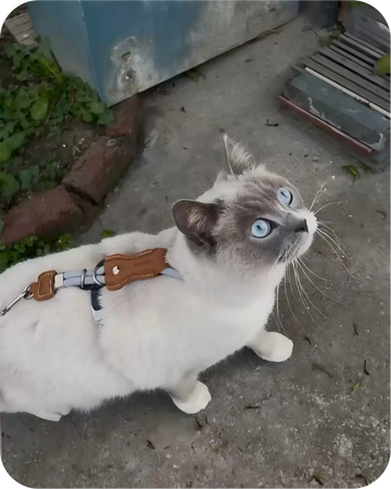 Blue-eyed white and gray cat wearing a leather harness and leash outdoors, looking upward with a curious expression.