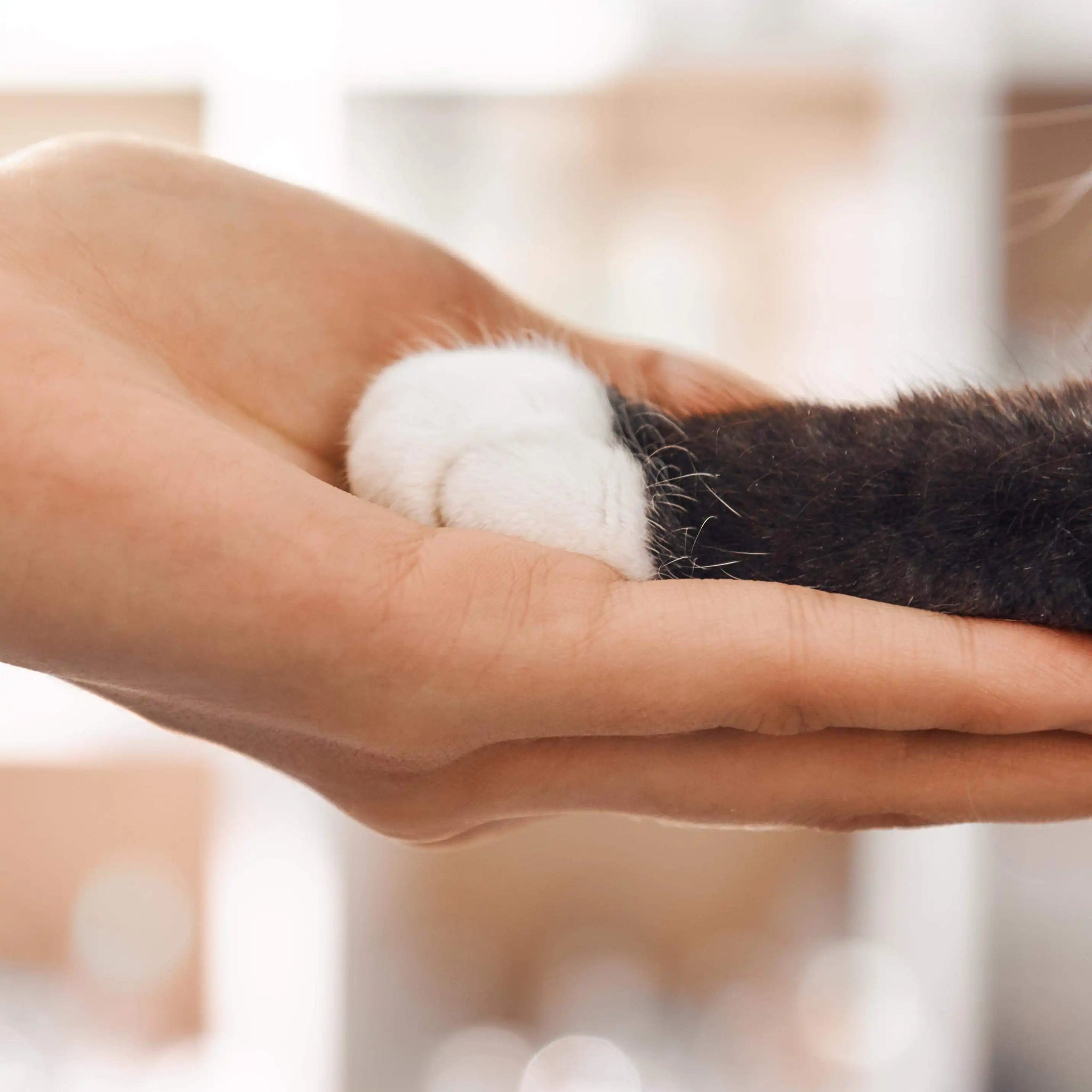 Close-up of a hand holding a cat's paw with a blurred background