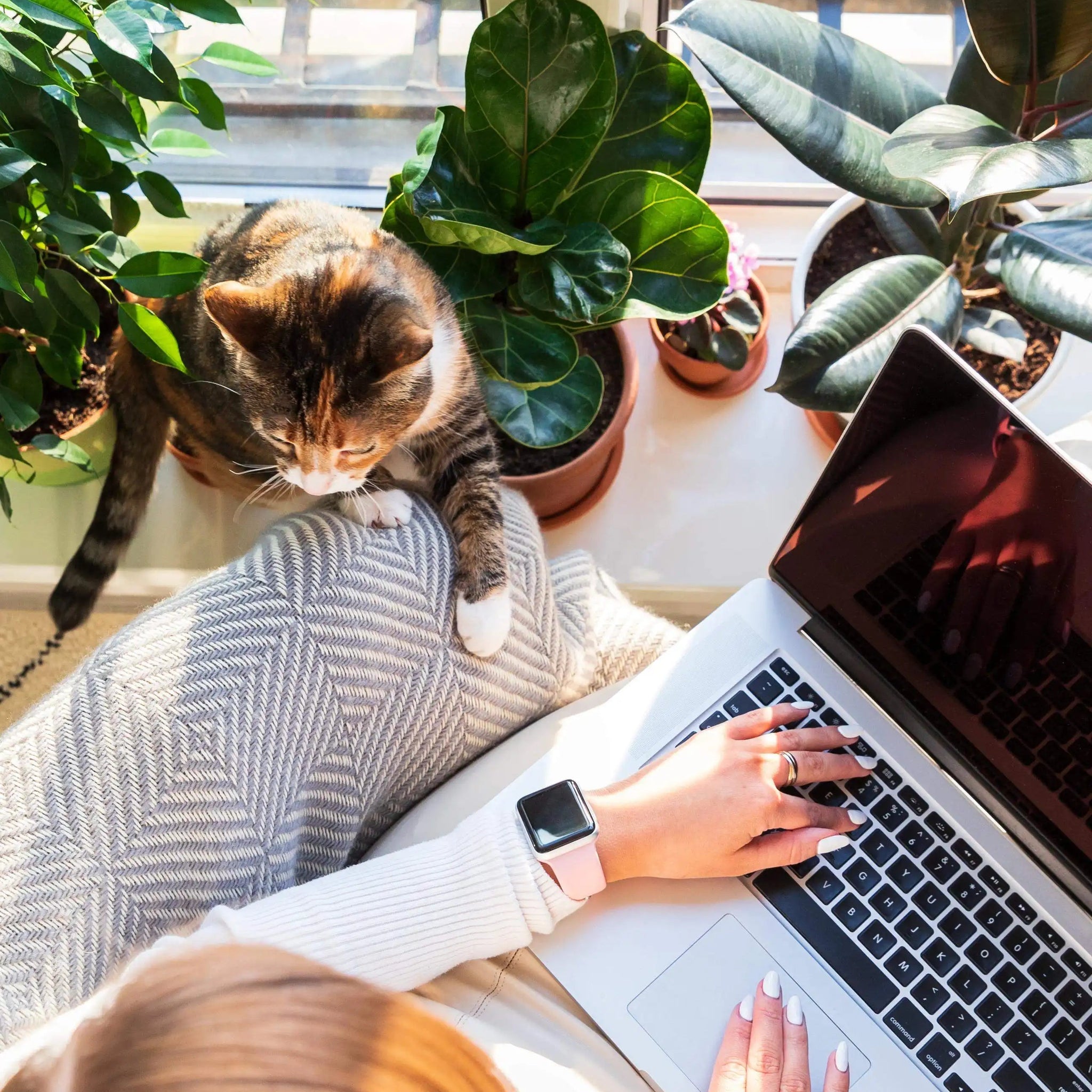 Person using a laptop with a cat on their lap in a home setting