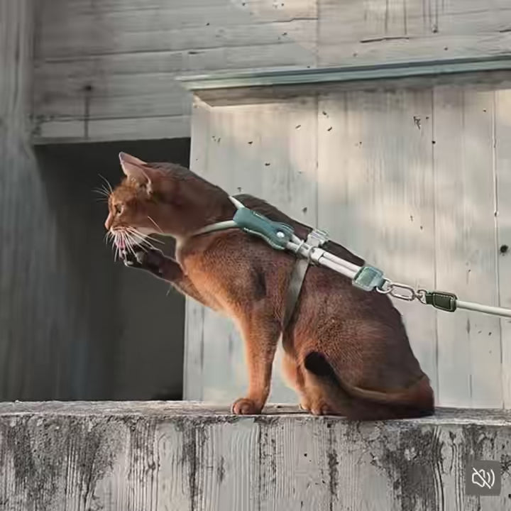 Petaura Adjustable H-Style Cat Harness & Leash Set