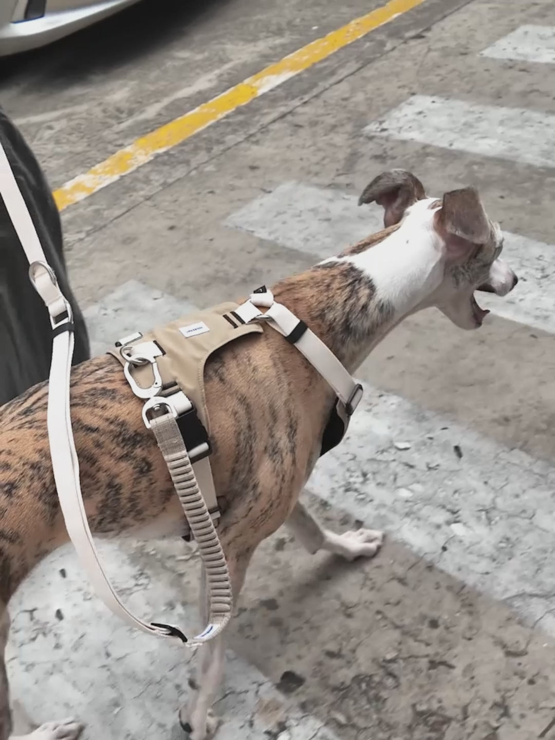 New Arrival-Petaura No Pull Dog Harness