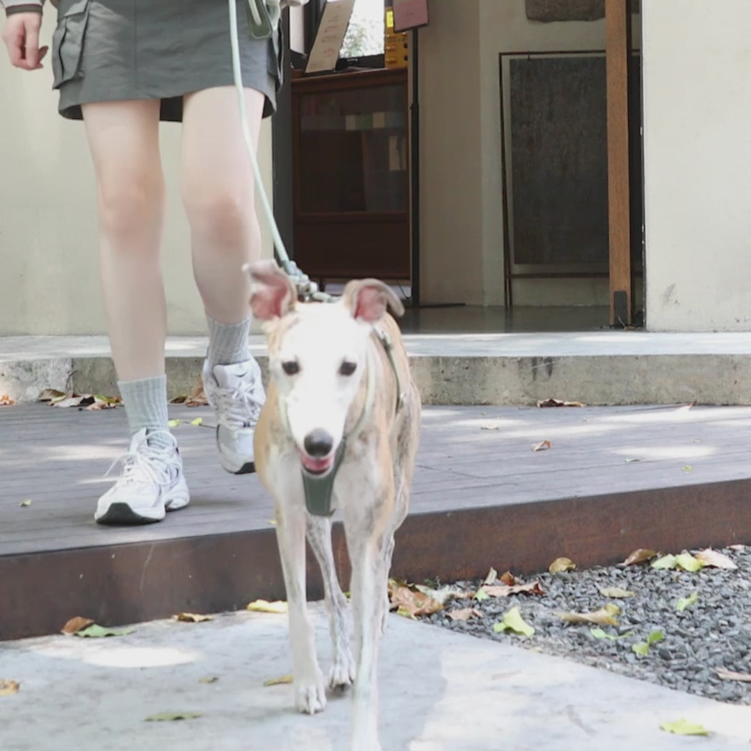 Petaura Dog Harness With Handle