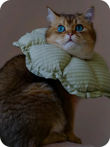 Fluffy cat wearing a soft green cat recovery collar, lightweight and comfortable Elizabethan cone for post-surgery use