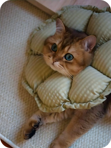 Cat lying down comfortably with a soft padded cone collar, allowing free movement and stress-free recovery