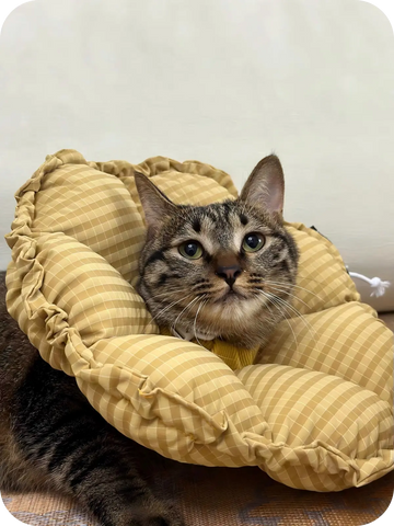 Close-up of a cat wearing a breathable and lightweight cat Elizabethan collar with cushioned support